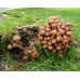 Мицелий Опенка северного (Armillaria borealis)